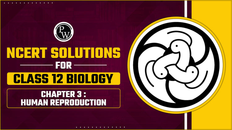 NCERT Solutions for Class 12 Biology Chapter 3 Human Reproduction
