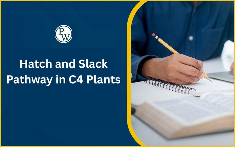 Hatch and Slack Pathway in C4 Plants