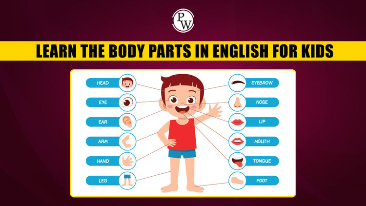 Learn the Human Body Parts in English for Kids