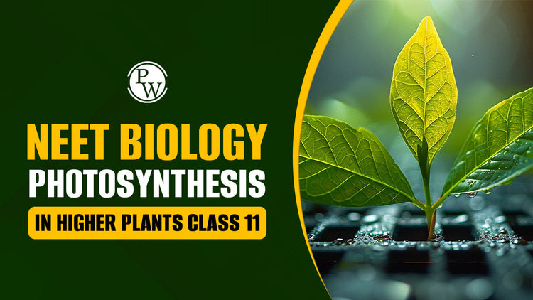 NEET Biology Photosynthesis in Higher Plants Class 11