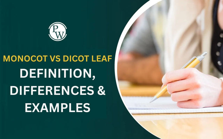 Monocot Vs Dicot Leaf: Definition, Differences & Examples