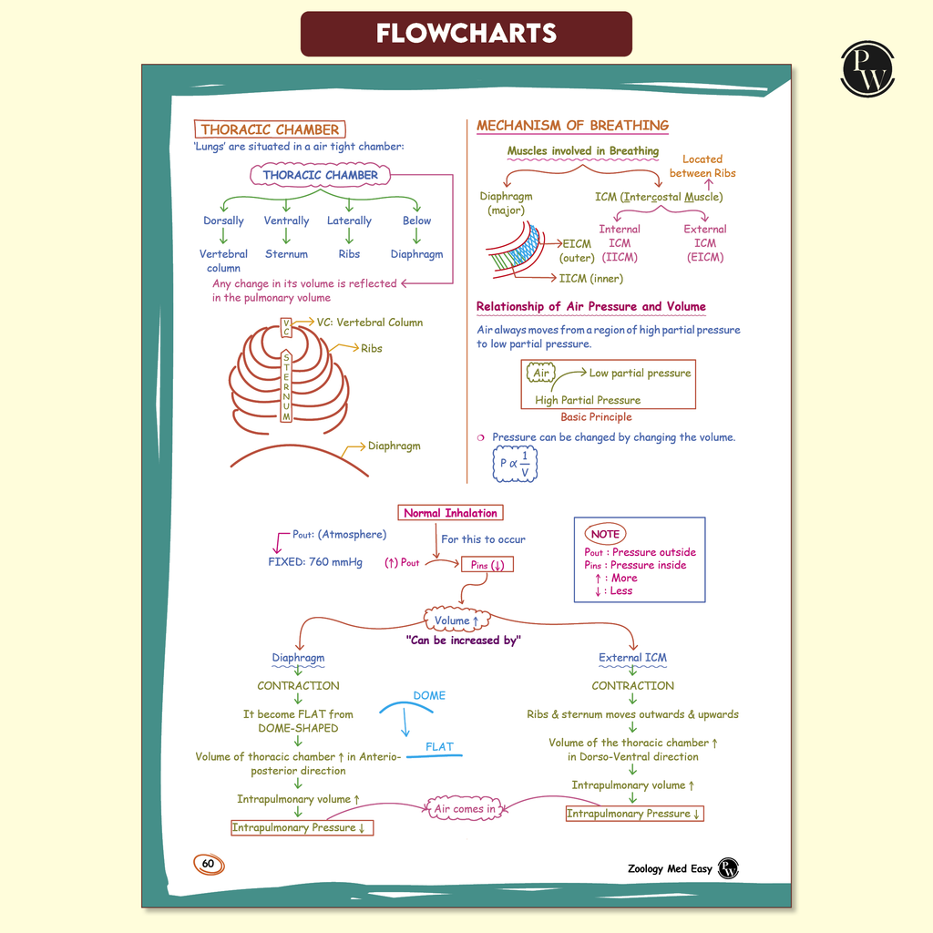 Zoology Med Easy 2.0 For NEET and Board Exams 2025-26 | Flowcharts, Schematic Diagrams l Samapti Sinha Mahapatra Handwritten Notes