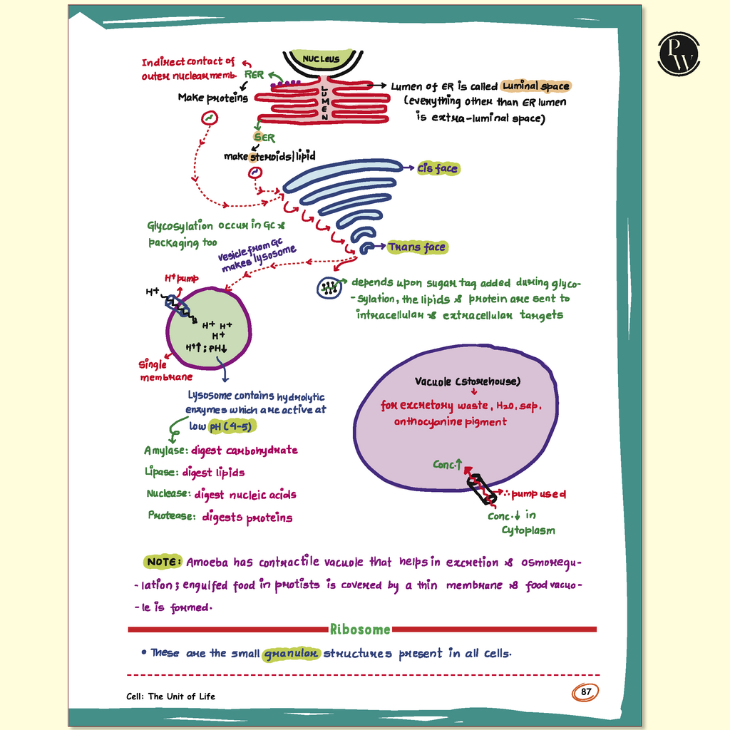 Botany Med Easy Dr. Vipin Sharma and Easy Handwritten Notes Inorganic Chemistry By Om Pandey Combo Set of 2 Books For NEET and Board Exams 2025-26