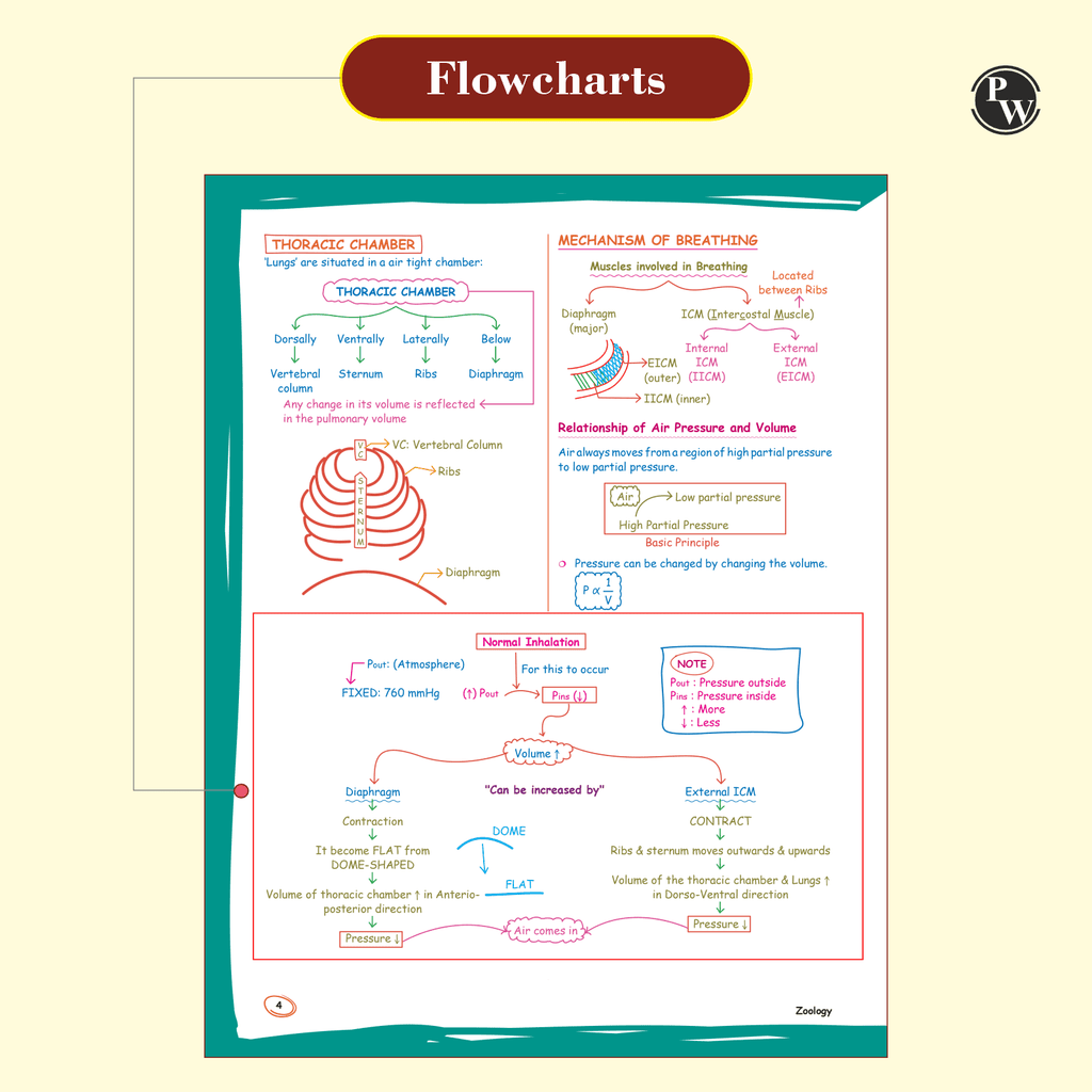 Zoology Med Easy For NEET and Board Exams 2024-25 | Flowcharts, Schematic Diagrams Samapti Sinha Mahapatra Handwritten Notes