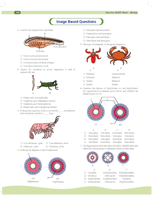 NCERT PUNCH