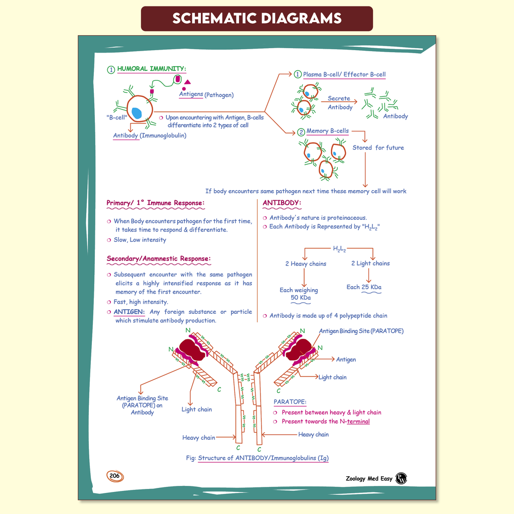 Zoology Med Easy 2.0 For NEET and Board Exams 2025-26 | Flowcharts, Schematic Diagrams l Samapti Sinha Mahapatra Handwritten Notes!
