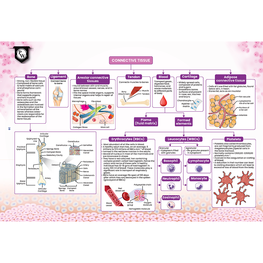 JKBose Class 9th Mind Map For 2026 Exams | Science, English, Mathematics | Full NCERT Syllabus Coverage | Flowchart, Formulas & Diagram for Last Minute Revision