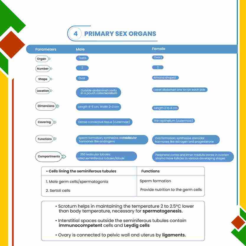 NEET Mind Maps for Class 12th (Paperback) l Complete Coverage of Physics, Chemistry and Biology l Intractive Mind Maps, Important Concept & Formula