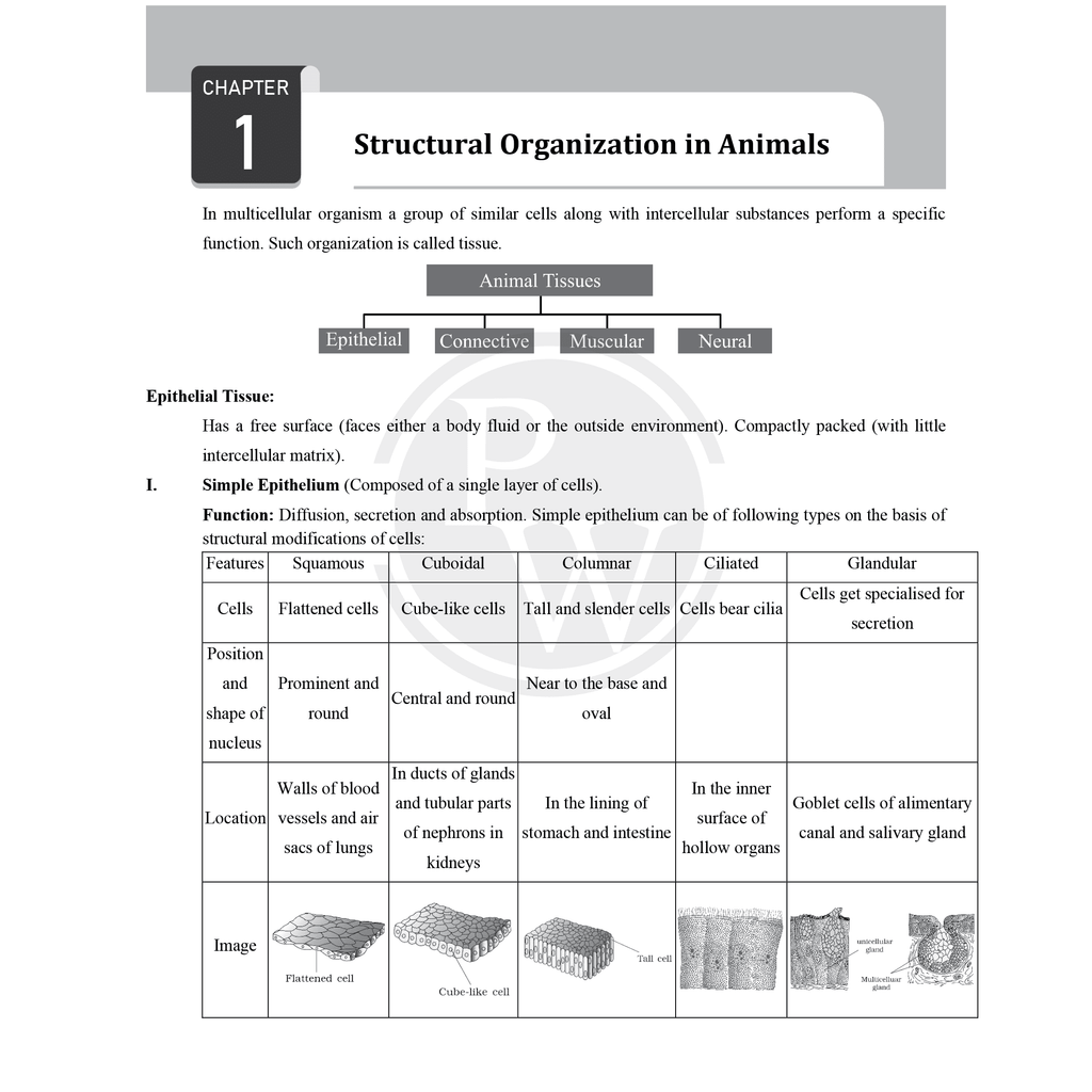 CBSE Class 11 Formula Handbook For 2026 Exams | Chapterwise Key Formulas | Physics, Chemistry, Biology and Mathematics | Conceptual Summaries & Quick Revision Notes